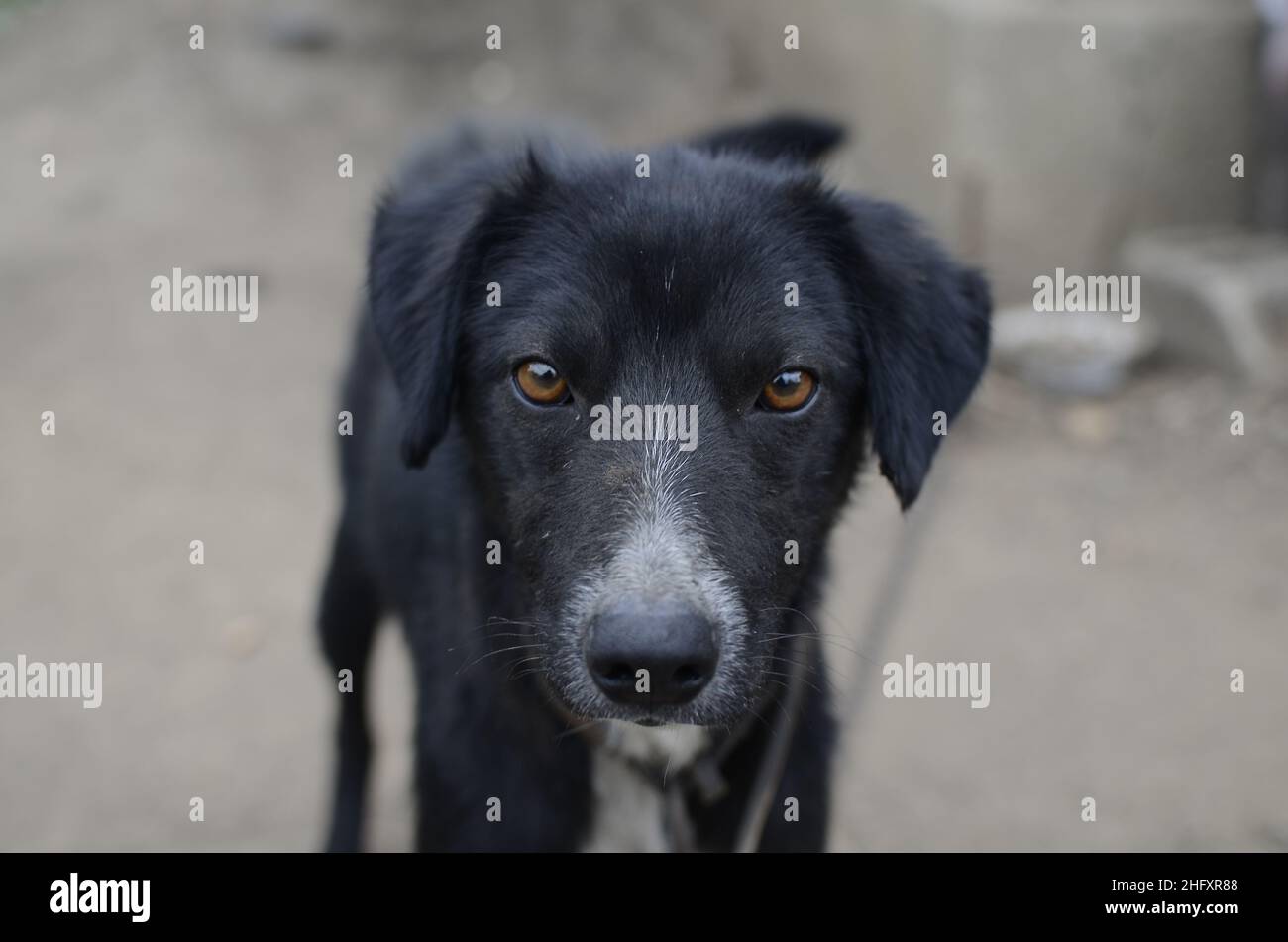 Cane malnutrito con tenuto con una catena guardando la fotocamera Foto Stock