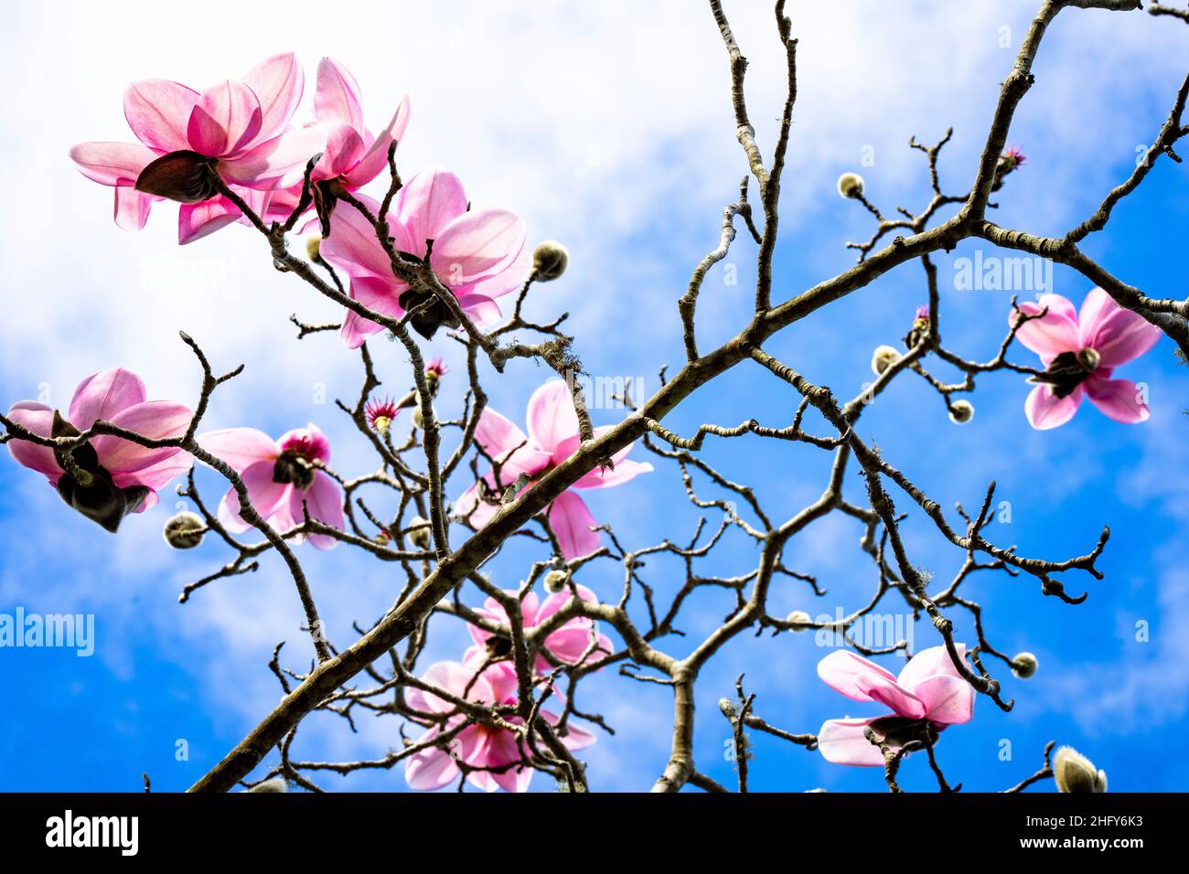 Magnolie in fiore all'indirizzo. Giardino botanico Foto Stock