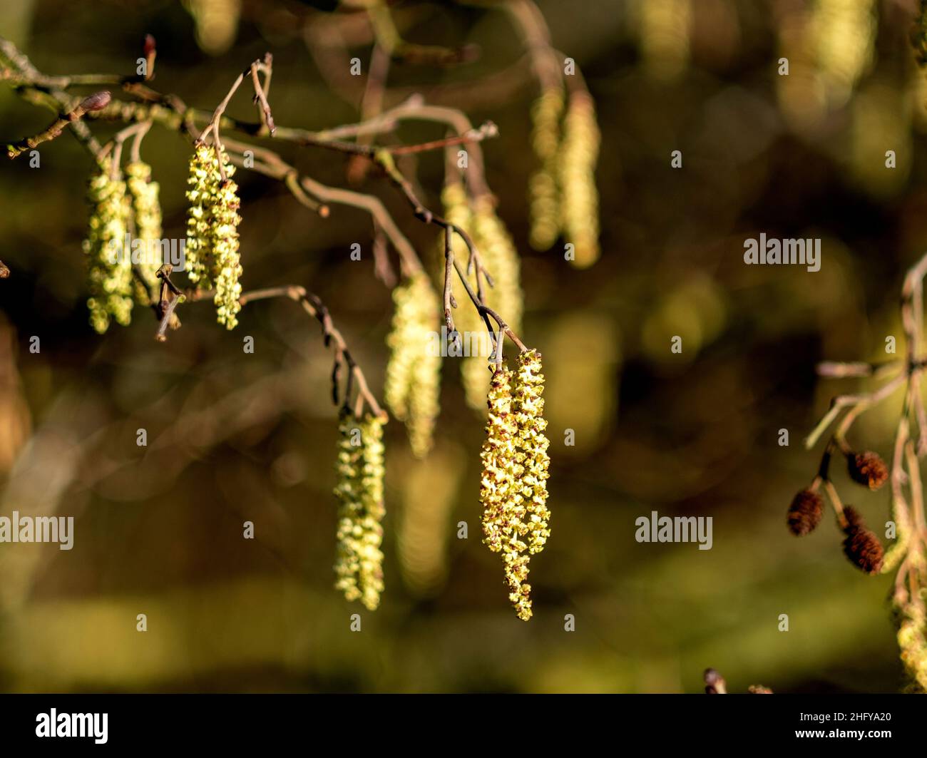 Comune Alder (Alnus Glutinosa) o europeo Alder Catkins che mostrano a metà gennaio durante un periodo mite di tempo, West Lothian, Scozia. Foto Stock