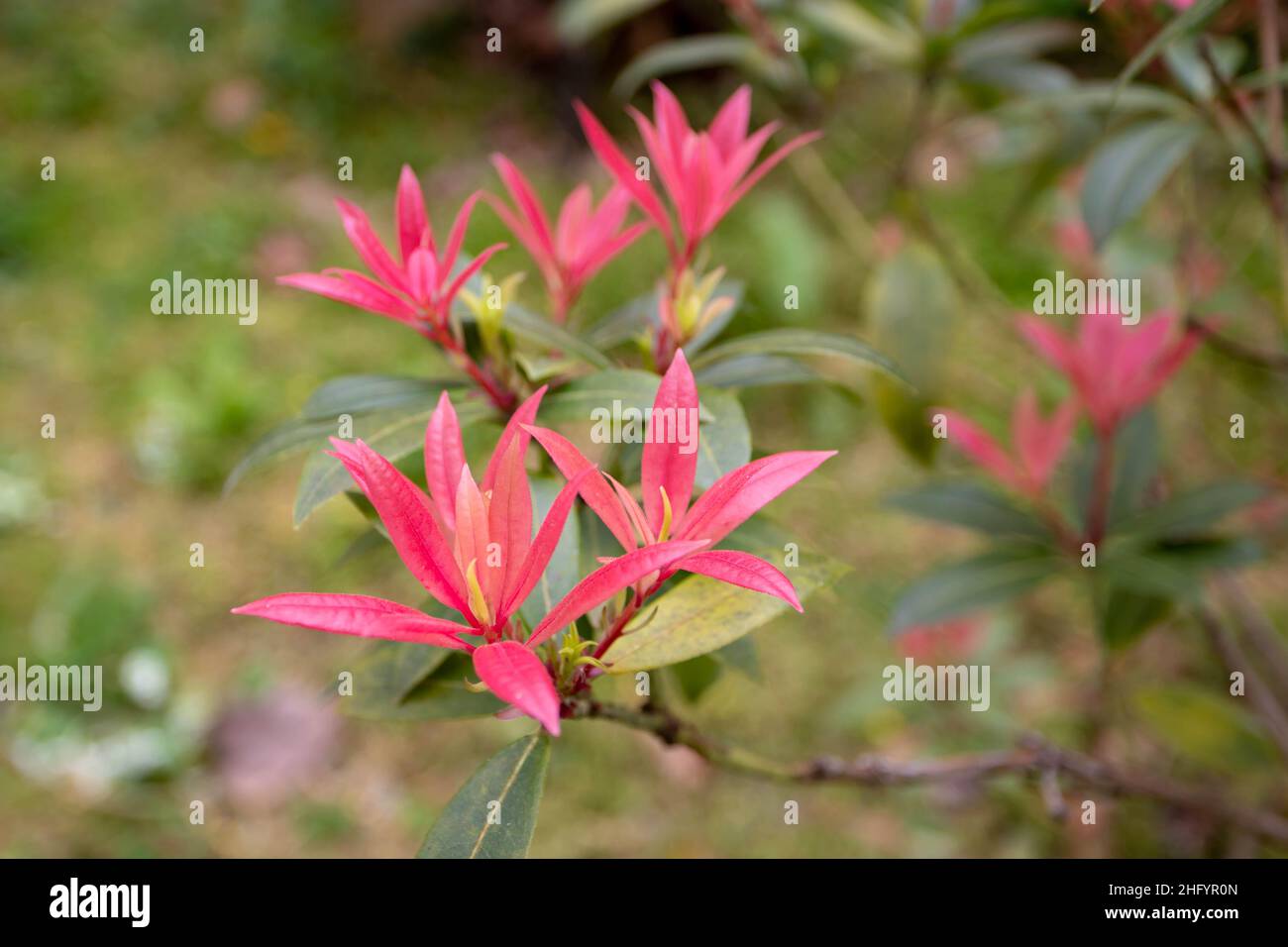 Pieris japonica. andromeda giapponese o pieris giapponese pianta con giovane crescita rossa in primavera. Foto Stock