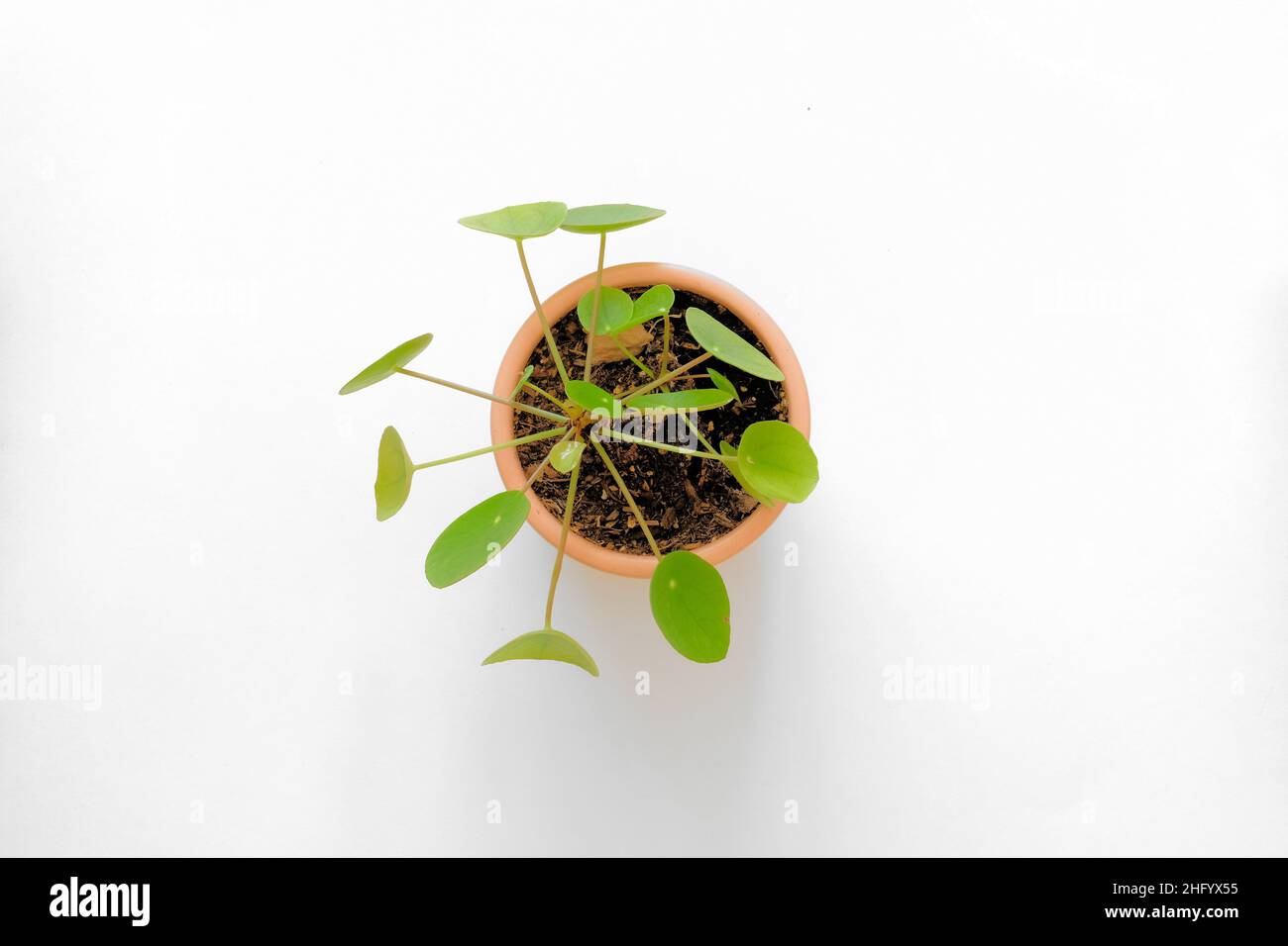 Vista dall'alto di una Pilea pepperomioides in vaso, pianta cinese di denaro o pianta di pancake in una pentola rotonda di ceramica su una superficie bianca o sfondo. Foto Stock