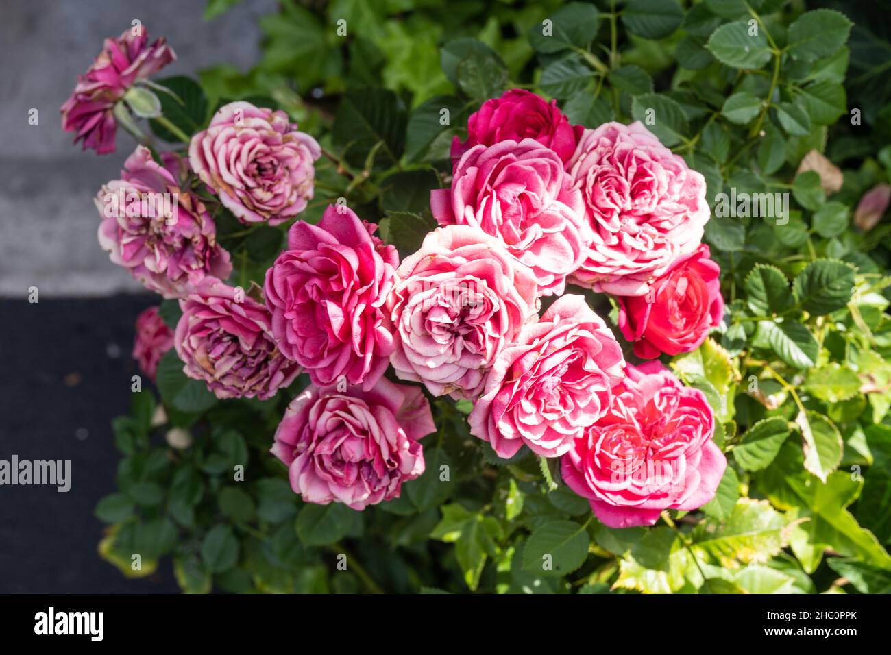 La rosa gallica (Rosa gallica) è una specie di pianta fiorente della famiglia delle rose, originaria dell'Europa centrale e meridionale, a est della Turchia e del Cauca Foto Stock
