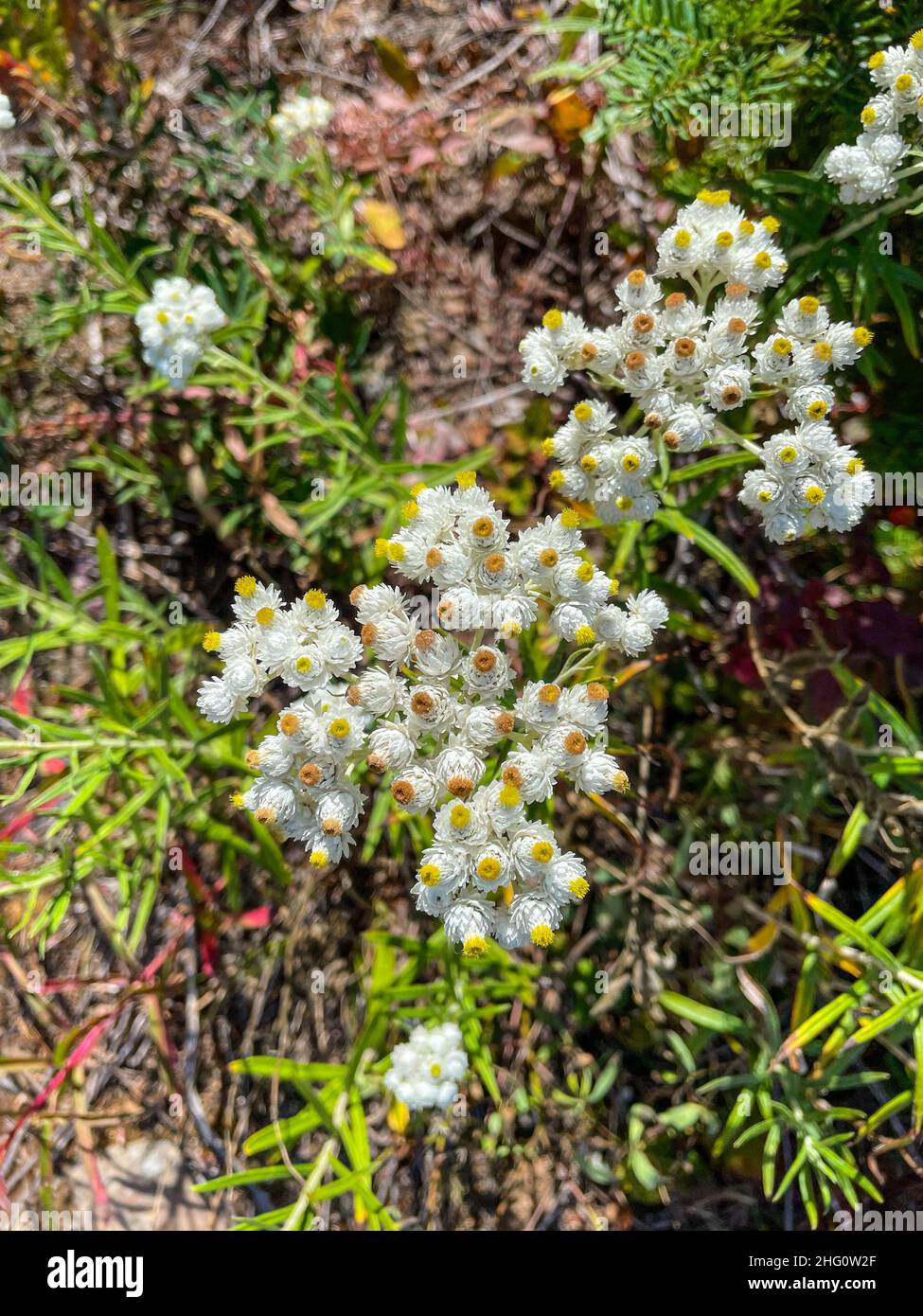 Anaphalis margaritacea (Anaphalis margaritacea) è una specie asiatica e nordamericana di piante perenni fiorite nella famiglia dei girasoli. È così Foto Stock