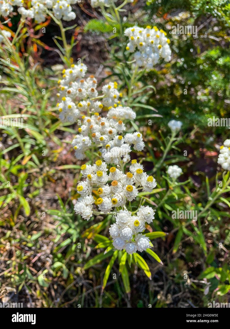 Anaphalis margaritacea (Anaphalis margaritacea) è una specie asiatica e nordamericana di piante perenni fiorite nella famiglia dei girasoli. È così Foto Stock