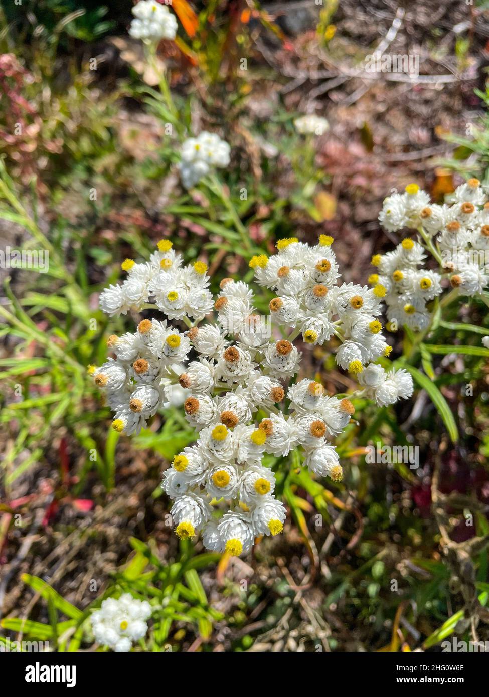 Anaphalis margaritacea (Anaphalis margaritacea) è una specie asiatica e nordamericana di piante perenni fiorite nella famiglia dei girasoli. È così Foto Stock