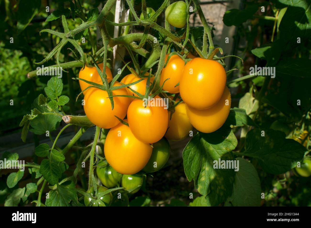 I pomodori gialli crescono a grappoli in giardino Foto Stock