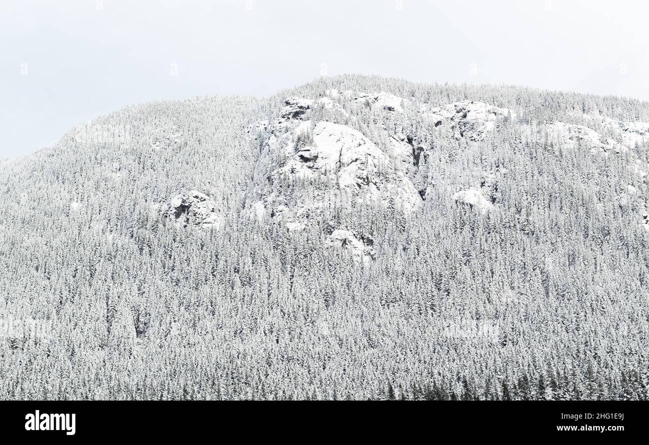 Vista sul paesaggio di una montagna invernale con alberi di abete rosso. Una montagna rocciosa innevata coperta di alberi di pino durante l'inverno in Canada. Foto di viaggio, nessuno, Foto Stock