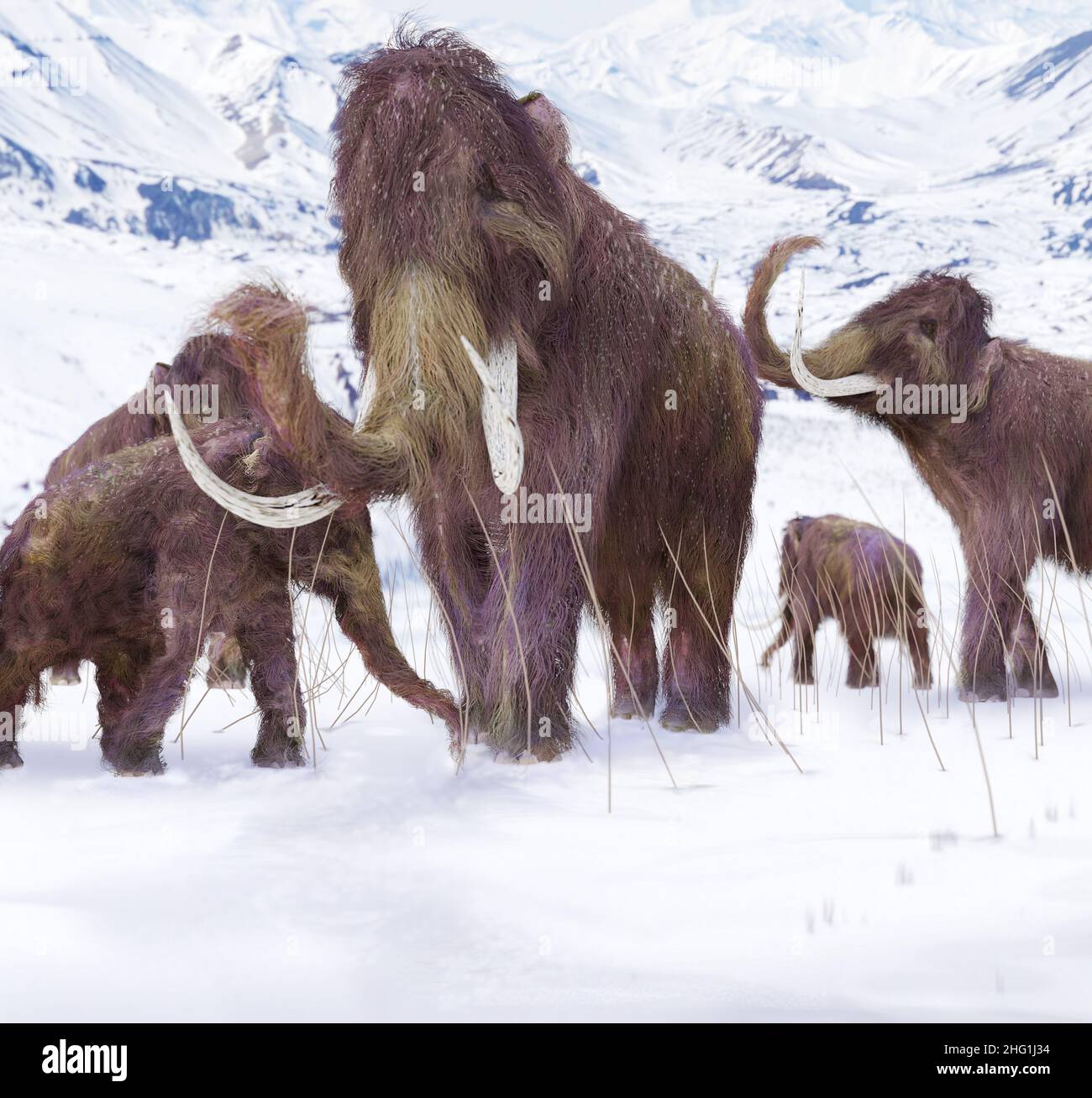 Un'illustrazione di una famiglia di Moolly Mammoths che pascola su che cosa è rimasto delle erbe mentre l'inverno si avvicina in questa scena dell'età del ghiaccio. Foto Stock