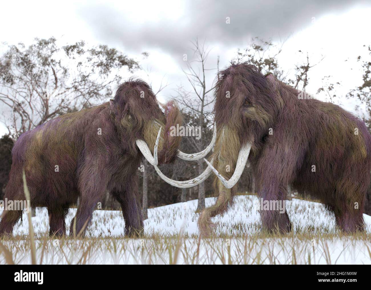 Un'illustrazione 3-D di due mammut Woolly clonati che pascolo in un campo erboso coperto di neve in uno scenario ipotetico. Foto Stock
