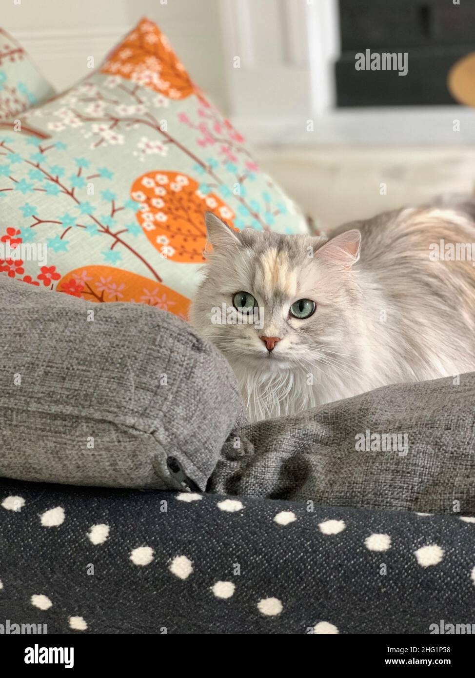 Cuscino Gray Cat Among Couch e coperta grigia con punti bianchi, Foto Stock