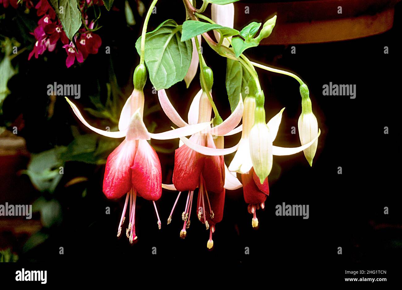 Primo piano di Fuchsia fiamma frostata con tre fiori e germogli. Una sola fuchsia trainata che è una gara perenne e gelo decidua. Foto Stock