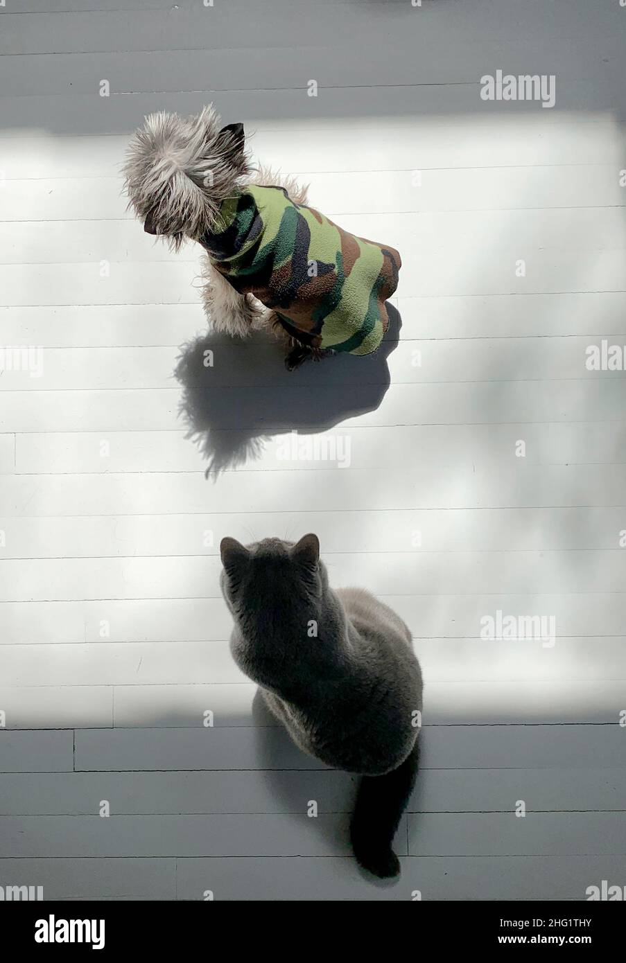 Gray Dog e Cat in un ambiente interno in un quadrato di luce, visto dall'alto Foto Stock