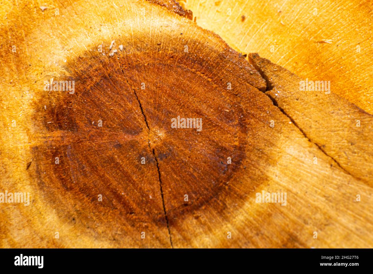 Tessitura di legno su albero tagliato fresco Foto Stock