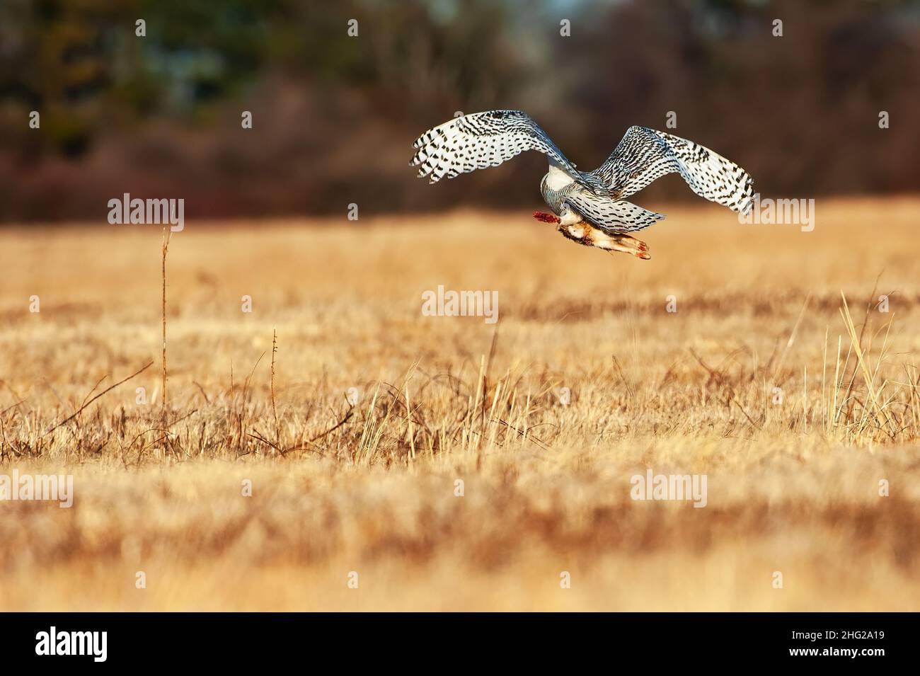 Volo di gufo innevato con cattura di preda di coniglio Foto Stock