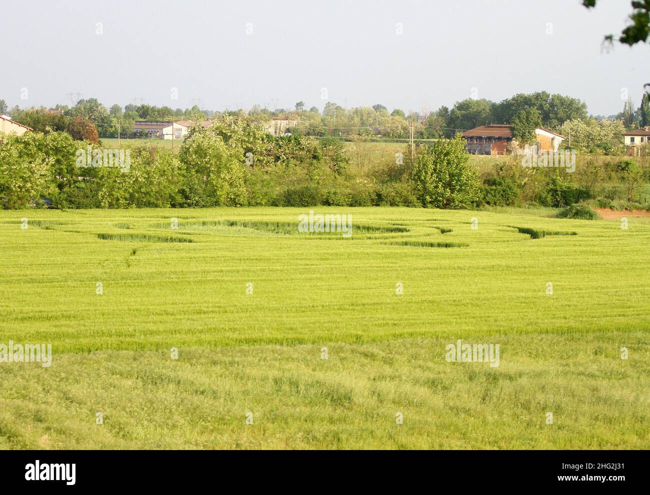 Scoperta di cerchi di raccolto in un campo di grano a Bagnolo Mella,  Brescia, Italia Foto stock - Alamy