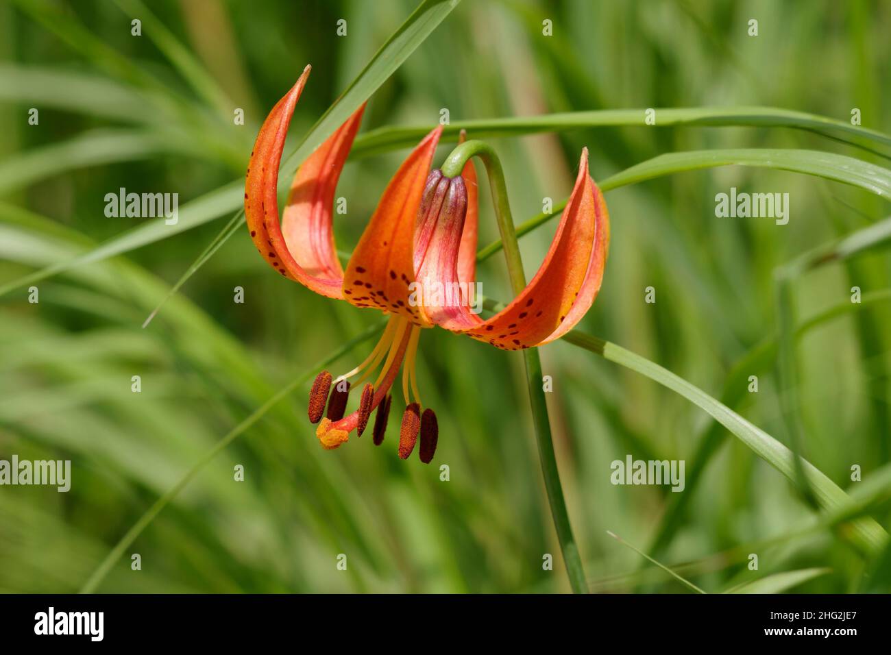 Turk's Cap Lily, Lilium superbum; chiamato anche Michigan Lily, fiori selvatici presso Point Beach state Forest, Wisconsin, USA Foto Stock