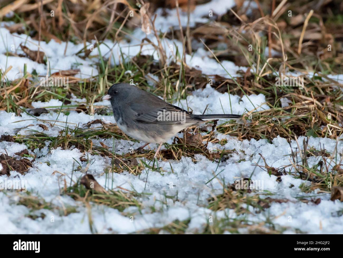 Junco color ardesia, una variante comune del Junco Oscuro Eyed, junco hyemalis alla ricerca di semi tra l'erba e la neve. Foto Stock
