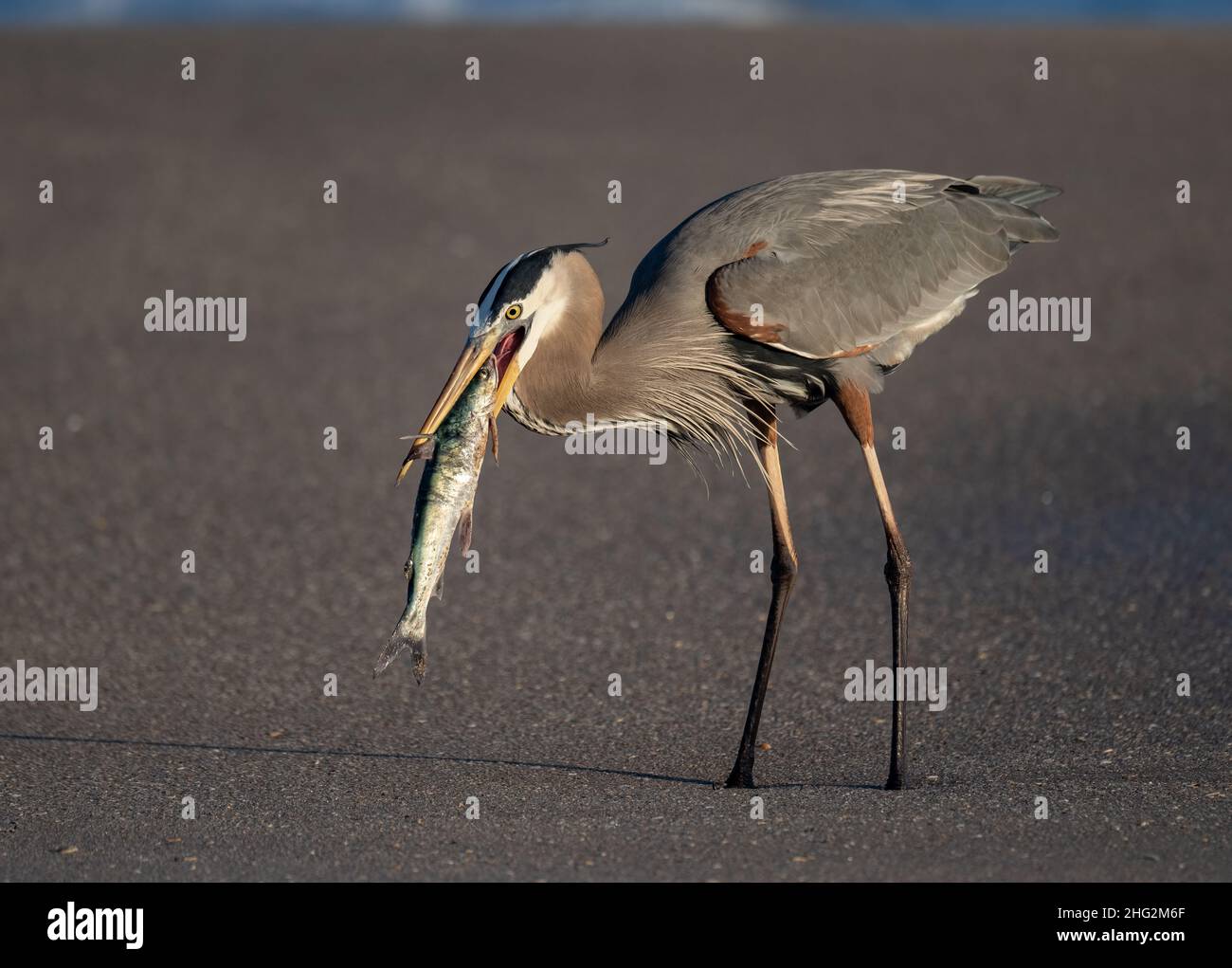 Ottimo airone blu a caccia/pesca di serpenti e pesci in Florida Foto Stock