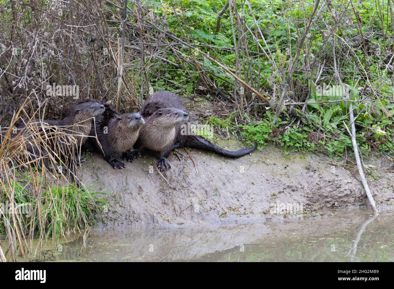 Un trio di Otter del fiume, Lutra canadensis, posa sul loro scivolo su un canale di irrigazione della San Joaquin Valley presso il San Luis National Wildlife Refuge. Foto Stock