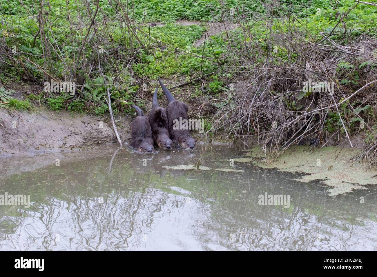 Un trio di giovani lontre fluviali, Lutra canadensis, entra in un canale di irrigazione nella San Joaquin Valley della California. Foto Stock