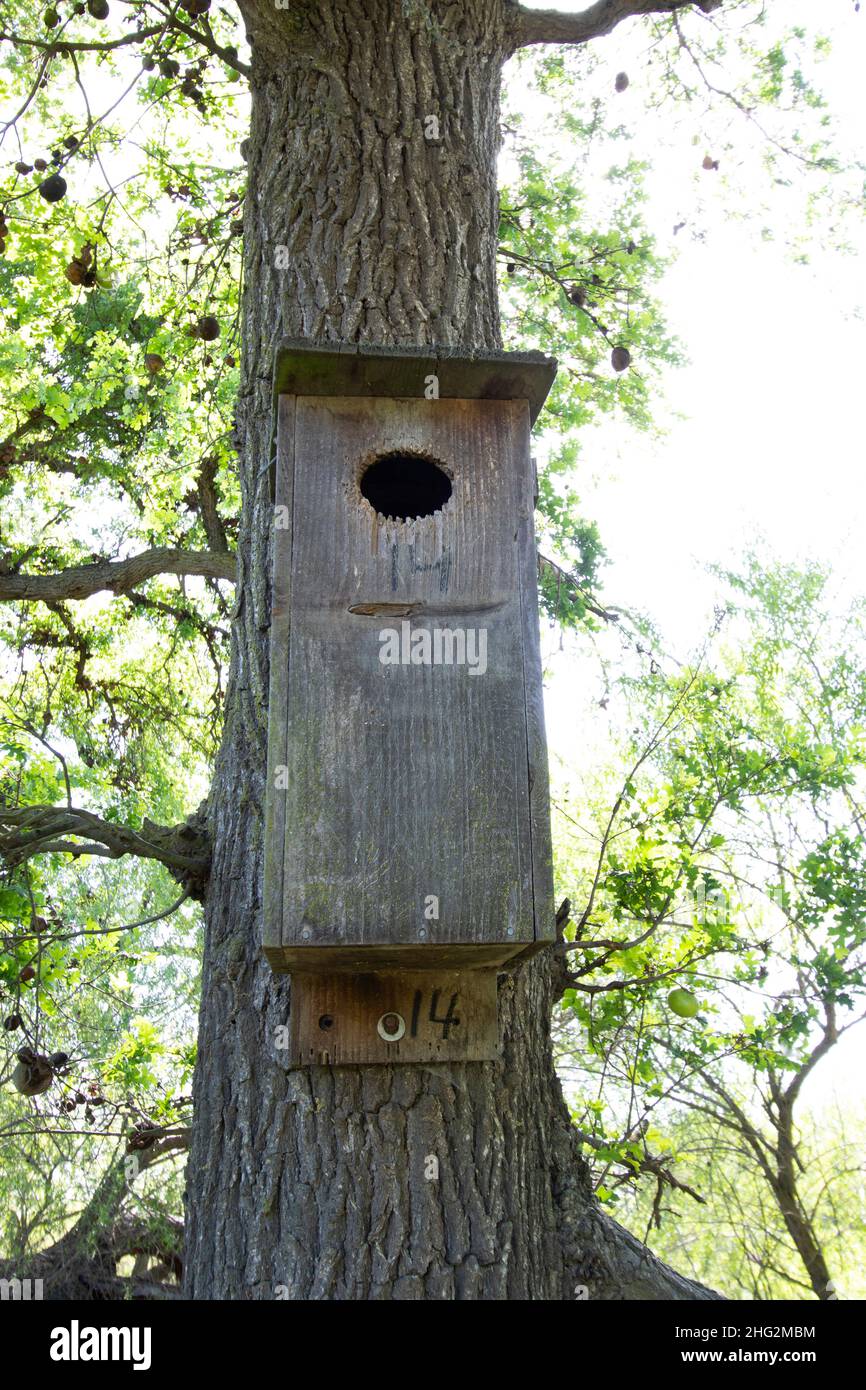 Un'anatra artificiale di legno, spugsa di Aix, la scatola del nido è attaccata ad un albero di quercia su un ranch privato nella valle di San Joaquin, California. Foto Stock