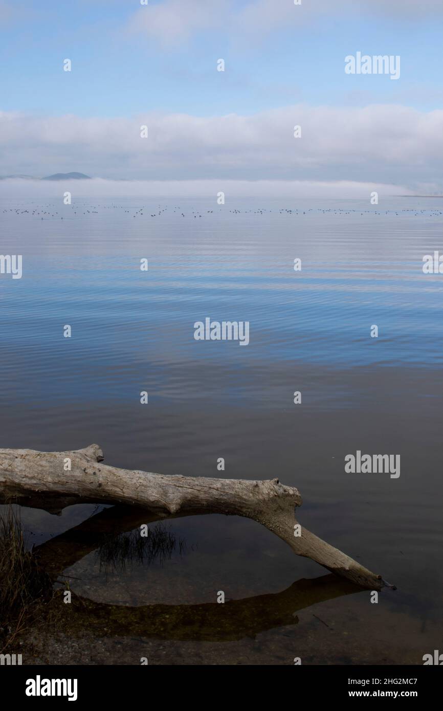 Fogbank sulla superficie di o'Neil Forebay, San Luis Reservoir state Park, San Joaquin Valley, Merced County, California. Foto Stock