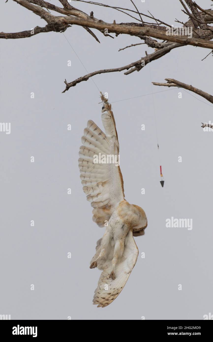 Morto Barn Owl, Tito alba, dopo essere stato aggrovigliato in linea di pesca abbandonata e peso in albero, CA Foto Stock