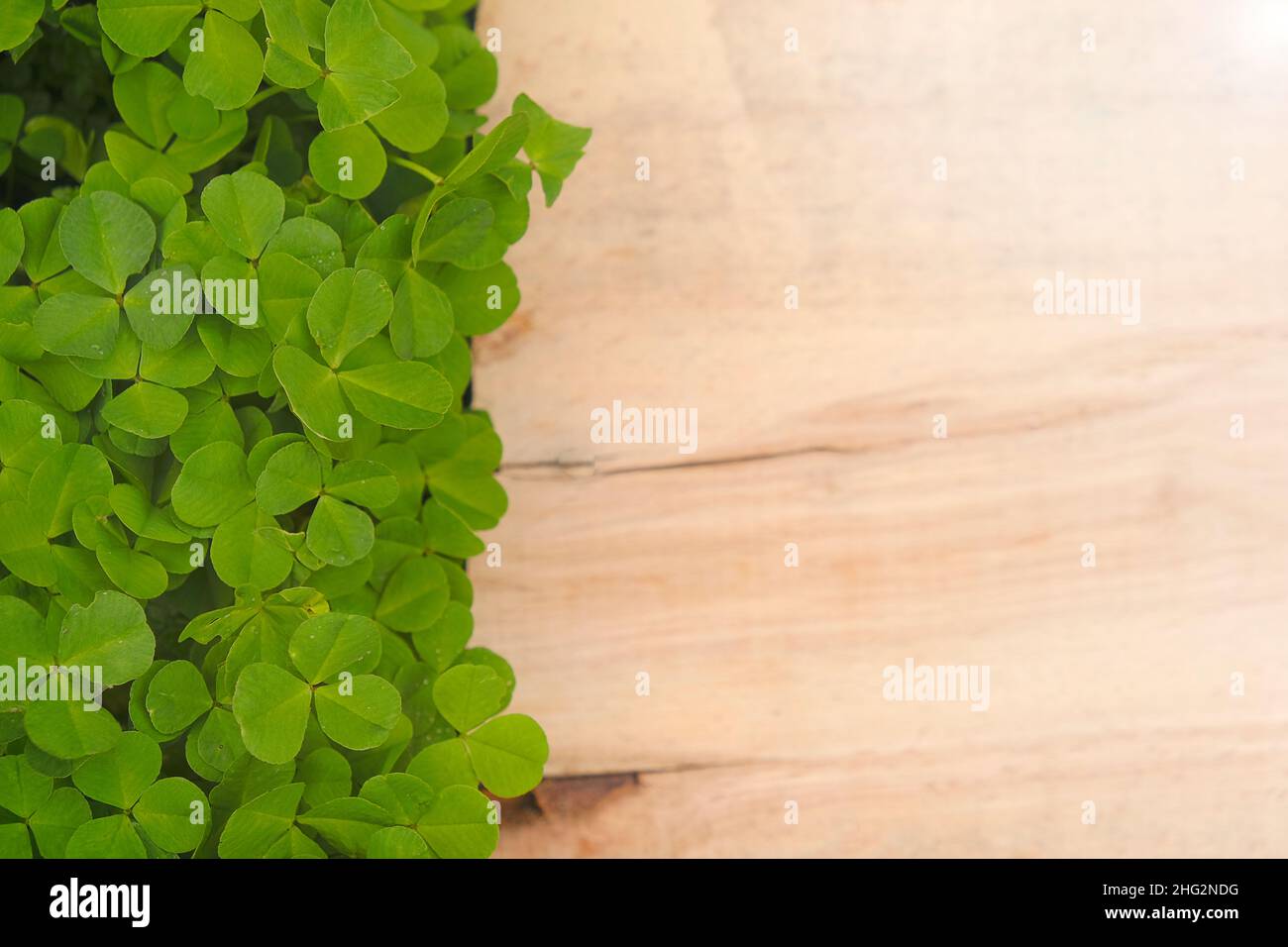 Saint Patrick Holiday. Asse di legno in foglie di trifoglio. Legno bianco di fondo e trifoglio plants.Four-leaf trifoglio. Buona fortuna Symbol.St.Patrick's Day Foto Stock