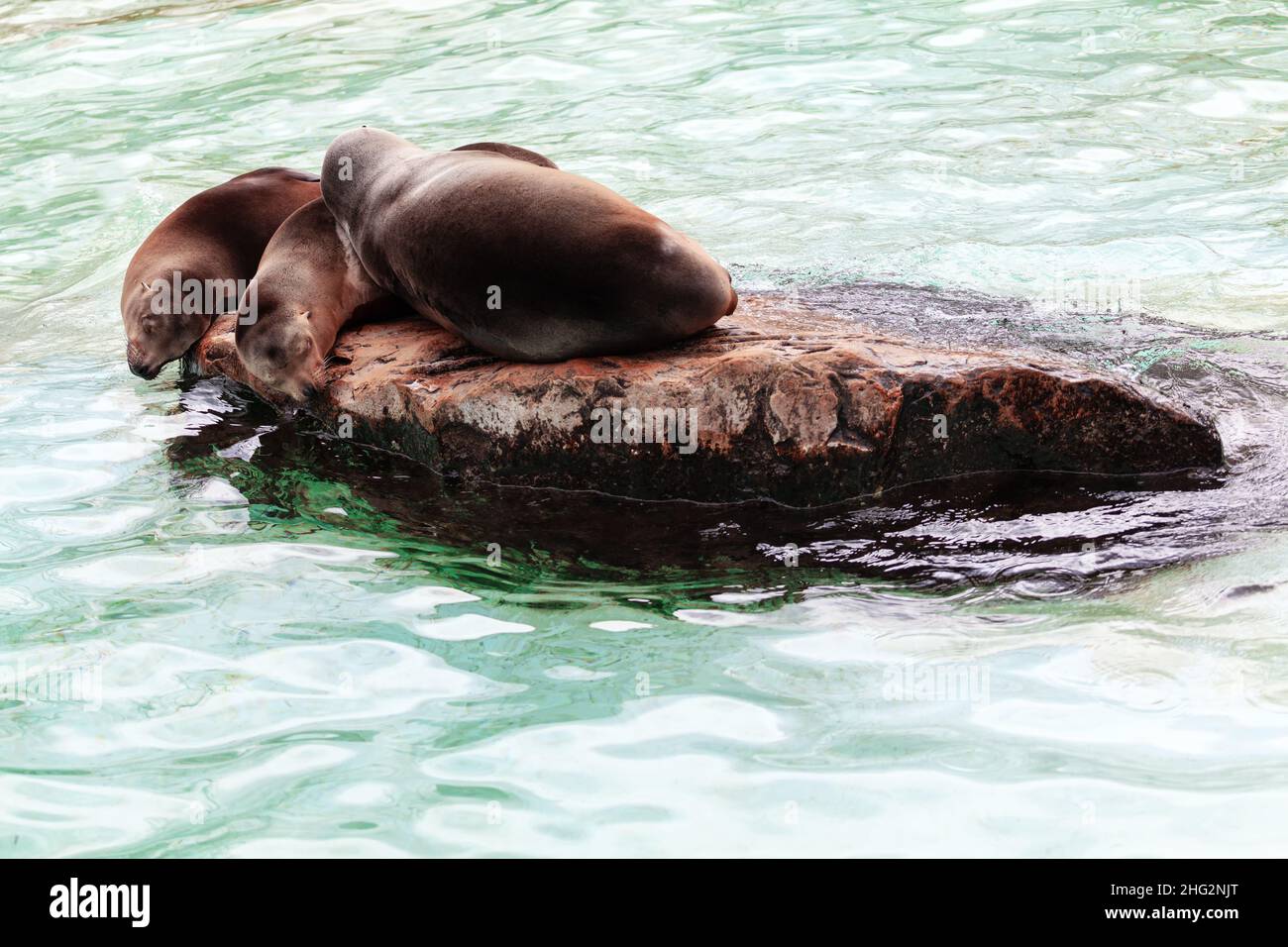 Leoni marini in piedi sulla roccia in acqua . Animali pigri carini Foto Stock