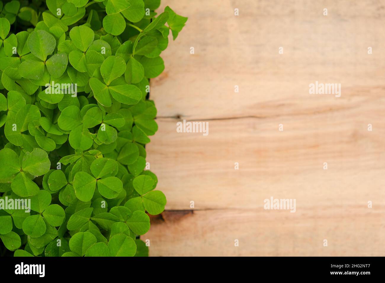 San Patrick .legno in foglie di trifoglio. Legno bianco di fondo e trifoglio plants.Four-leaf trifoglio. Buona fortuna Symbol.St.Patrick's Day.Symbol of Foto Stock