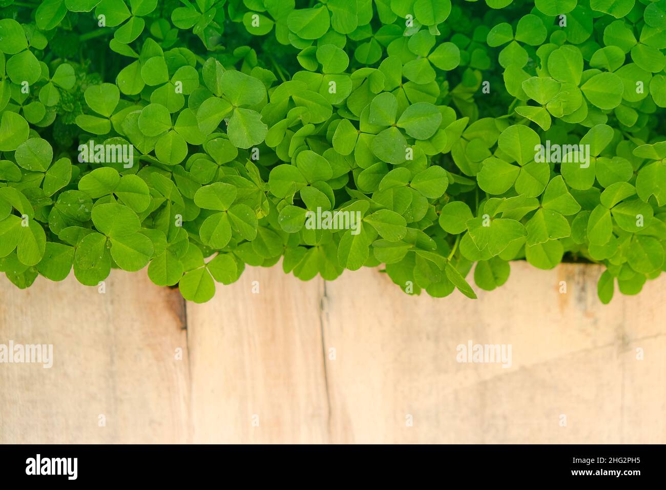 Saint Patrick Holiday. Asse di legno in foglie di trifoglio. Legno bianco sfondo e trifoglio Plants.Good Luck Symbol.St.Patrick's Day.Symbol of Irish Foto Stock