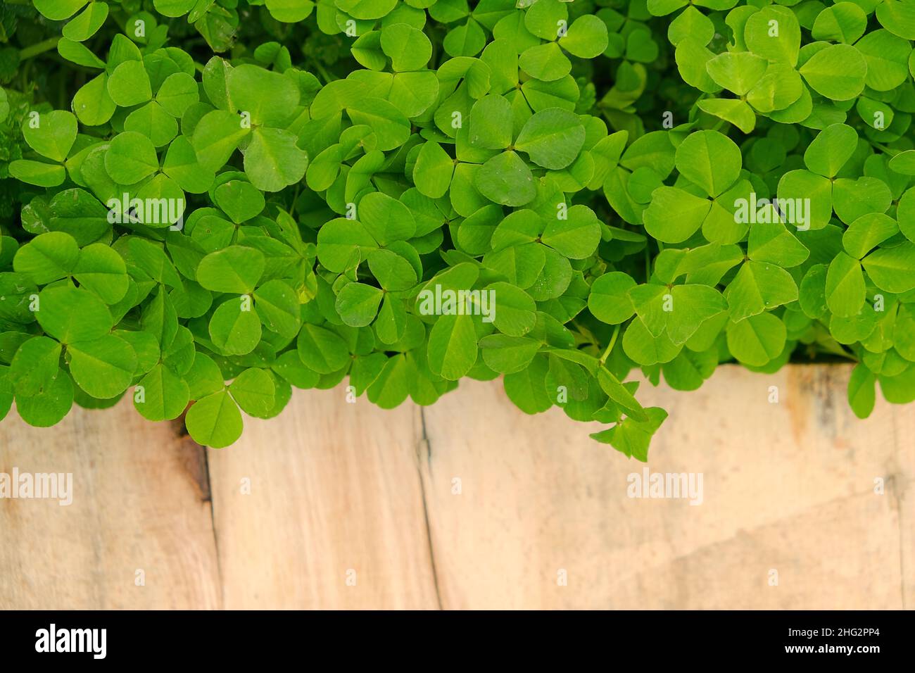San Patrick .legno in foglie di trifoglio. Legno bianco di fondo e trifoglio plants.Four-leaf trifoglio. Buona fortuna Symbol.St.Patrick's Day.Symbol of Foto Stock