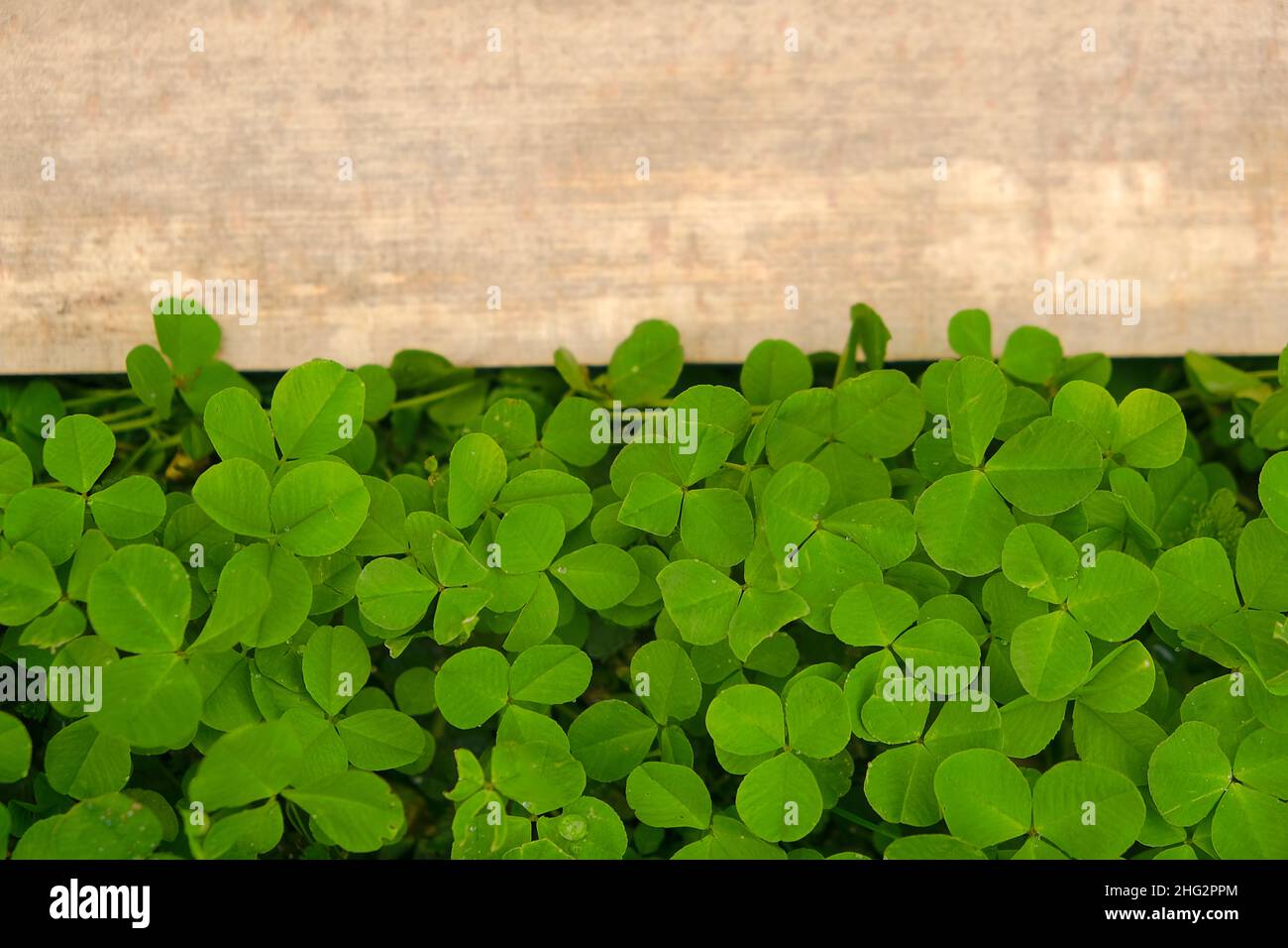 Saint Patrick Holiday. Asse di legno in foglie di trifoglio. Legno bianco di fondo e trifoglio plants.Four-leaf trifoglio. Good Luck.St.Patrick's Day.Symbol of Foto Stock