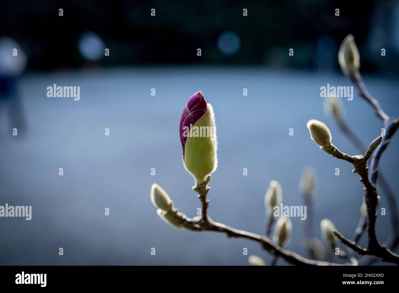 Primi piani di fiori sugli alberi di Magnolia nel mese di gennaio (Saucer Magnolia) Foto Stock