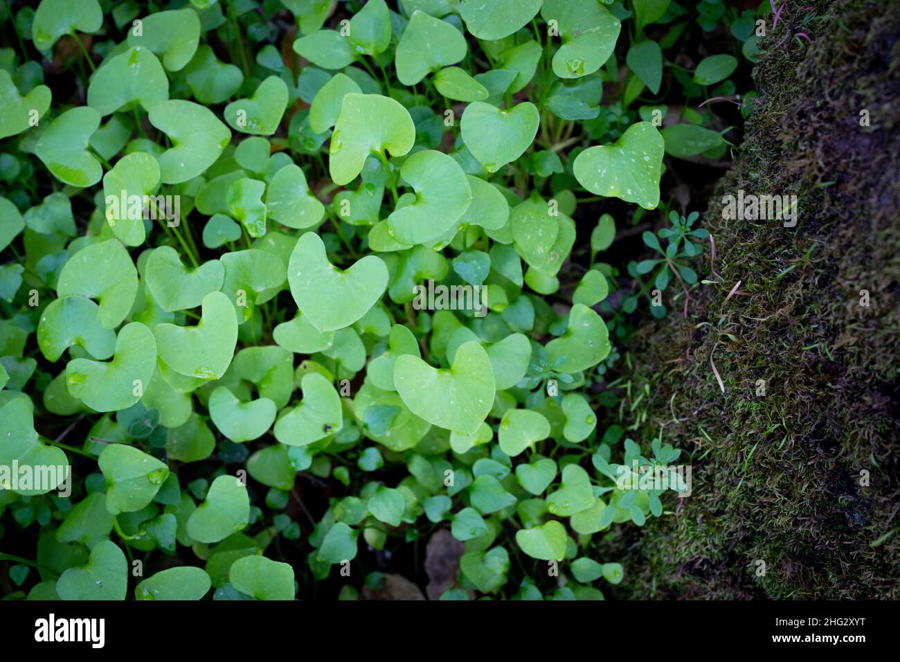 Spinach cubano / Clover nella foresta Foto Stock