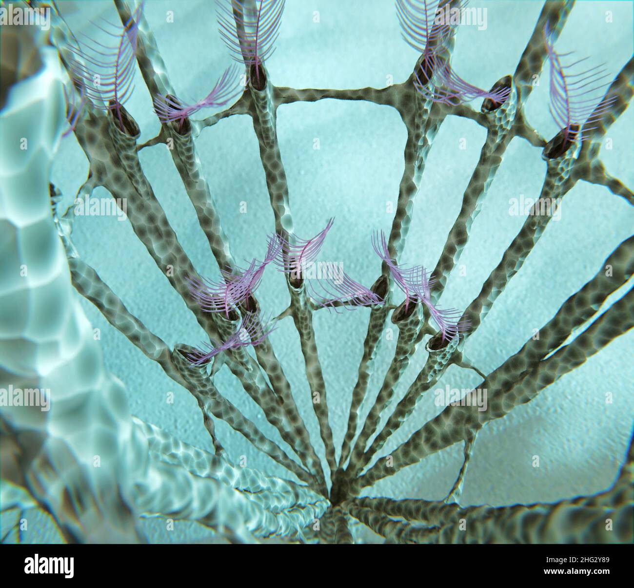 Un'illustrazione degli animali marini estinti noti come Dictyonema (genere di Graptoliti) del periodo ordovico (che si è verificato dal 505 al 438 MYA) Foto Stock