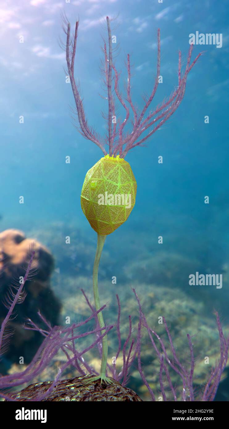 [ echinodermi marini noti come cariocriniti, un tipo di cistoide, che esisteva nel periodo ordovico (505 a 438 milioni di anni fa) Foto Stock