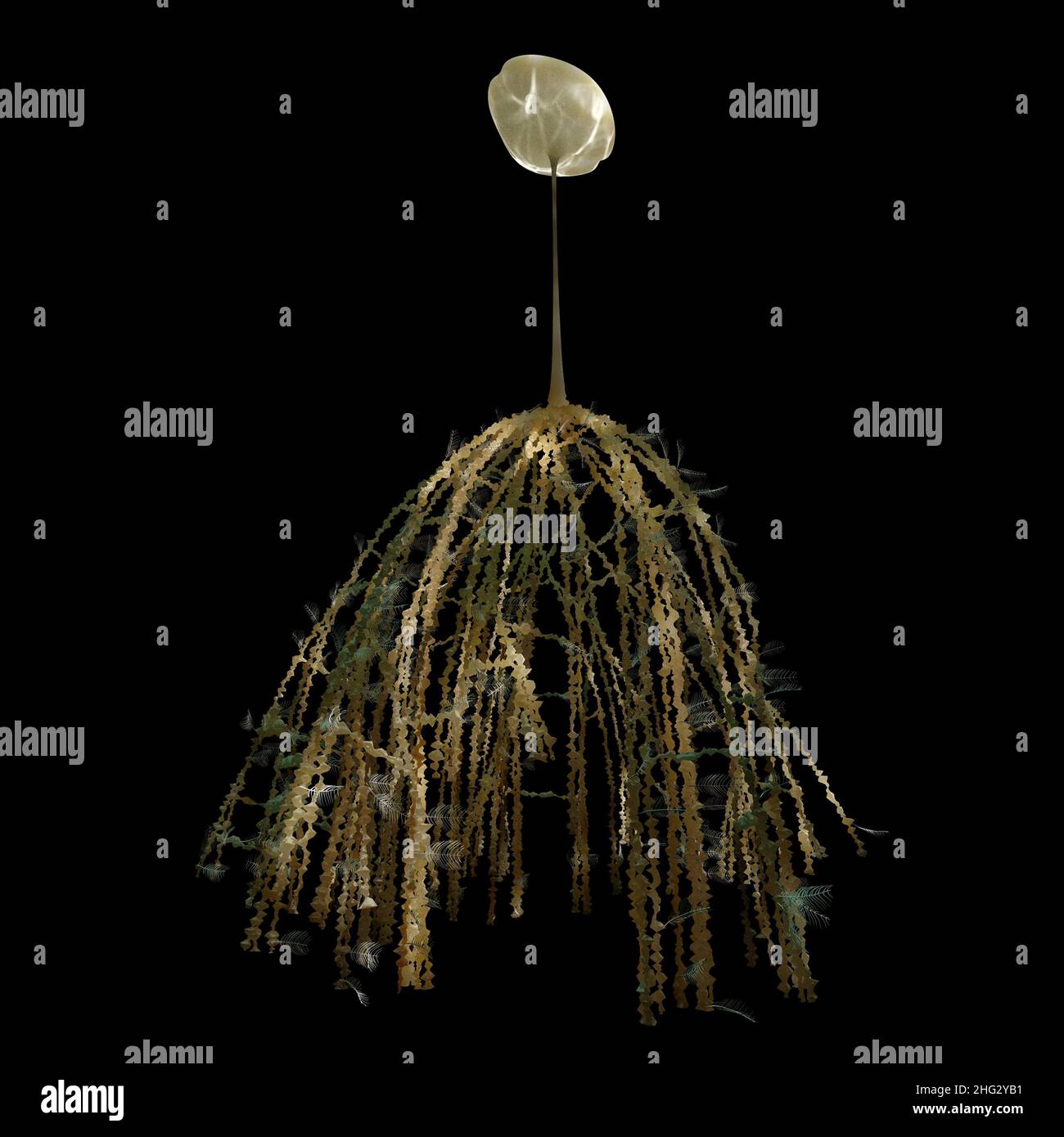 Diplograptus (Graptolites) del periodo ordovico (che si è verificato da 505 a 438 milioni di anni fa). Foto Stock