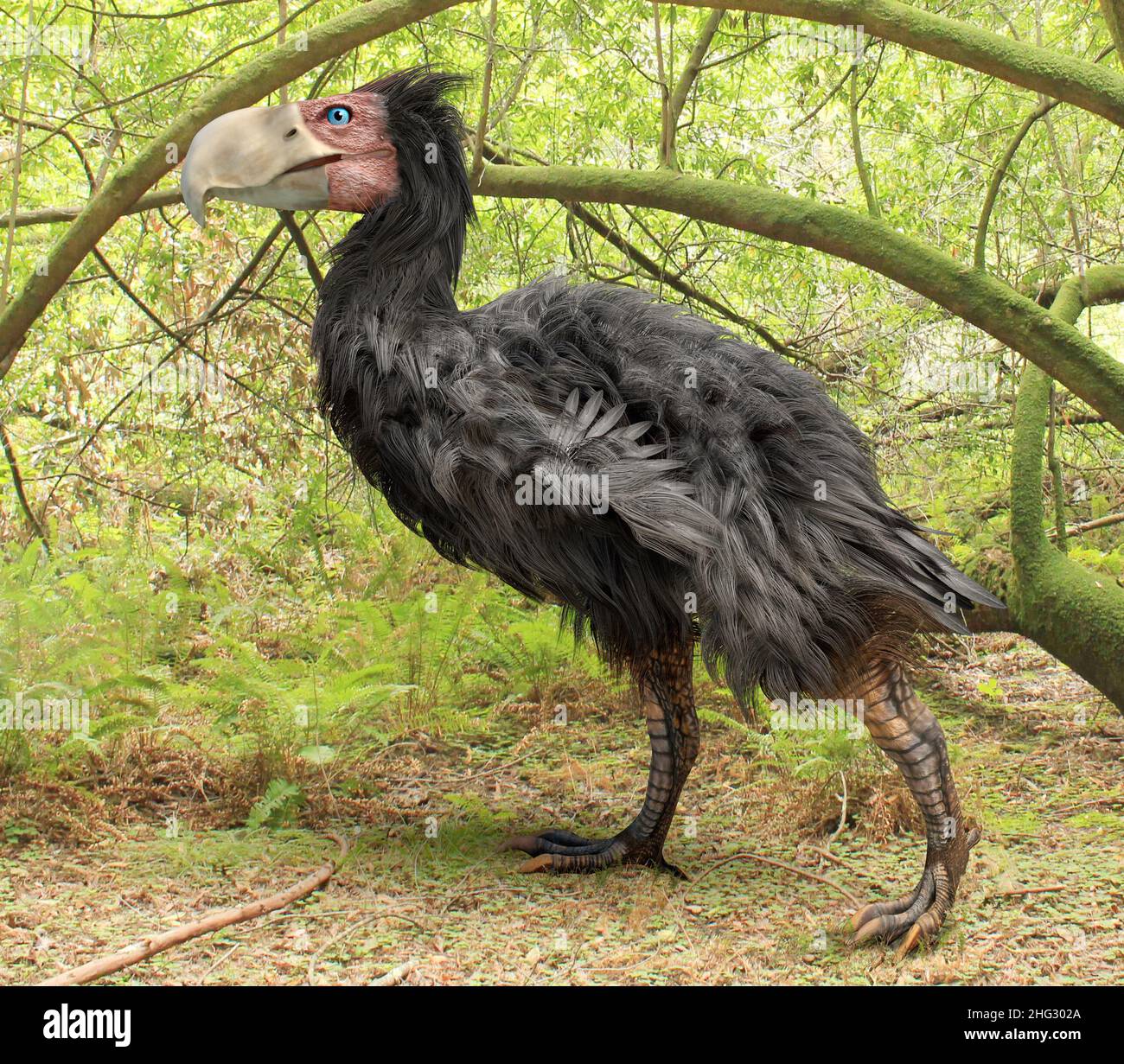 Un'illustrazione di Gastornis, un genere estinto di grandi uccelli flightless che vissero durante la fine del Paleocene e Eocene epoche dell'era cenozoica. Foto Stock