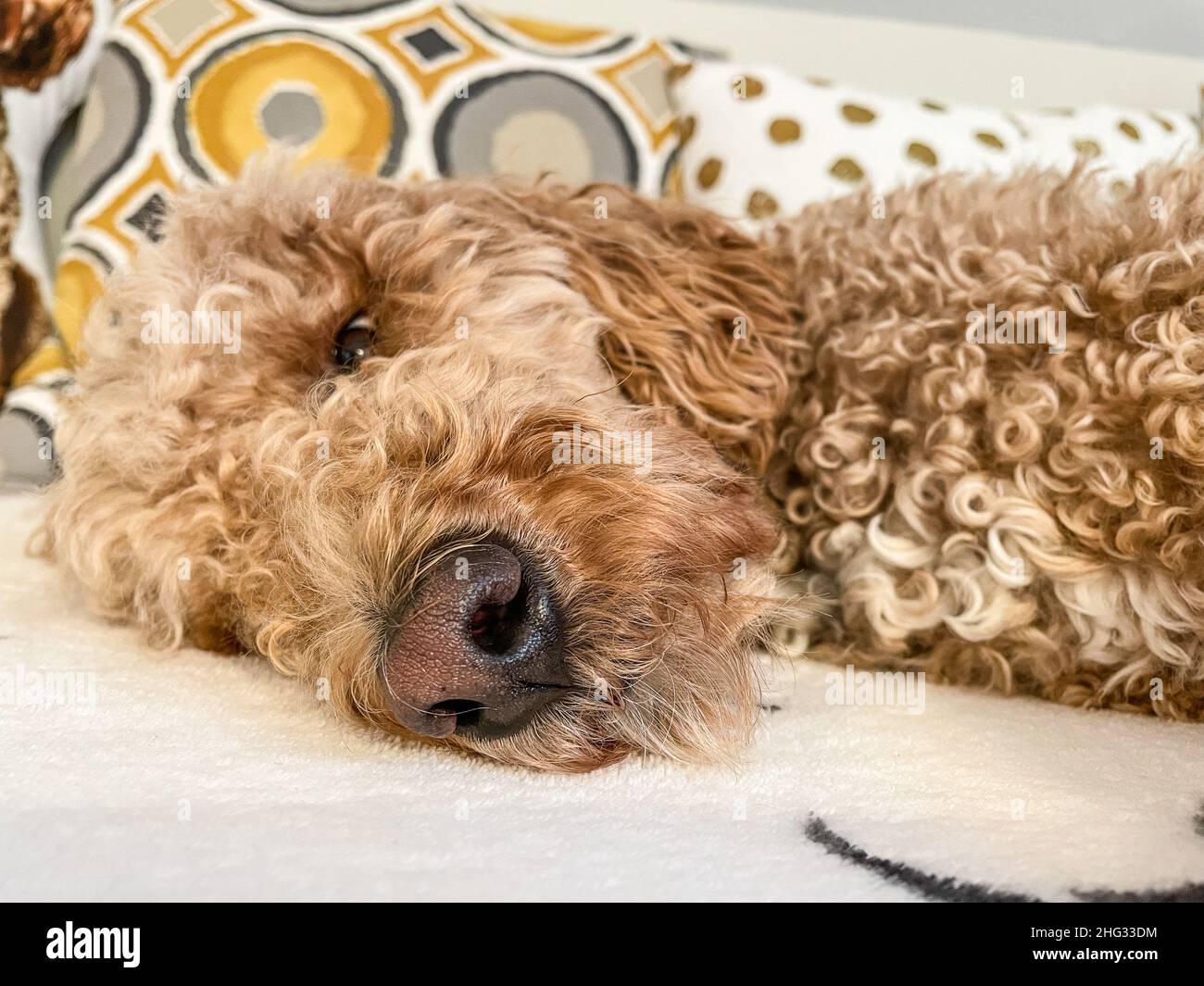 L'australiano Labradoodle è un mix tra Labrador Retriever, Poodle e Cocker Spaniel. Foto Stock