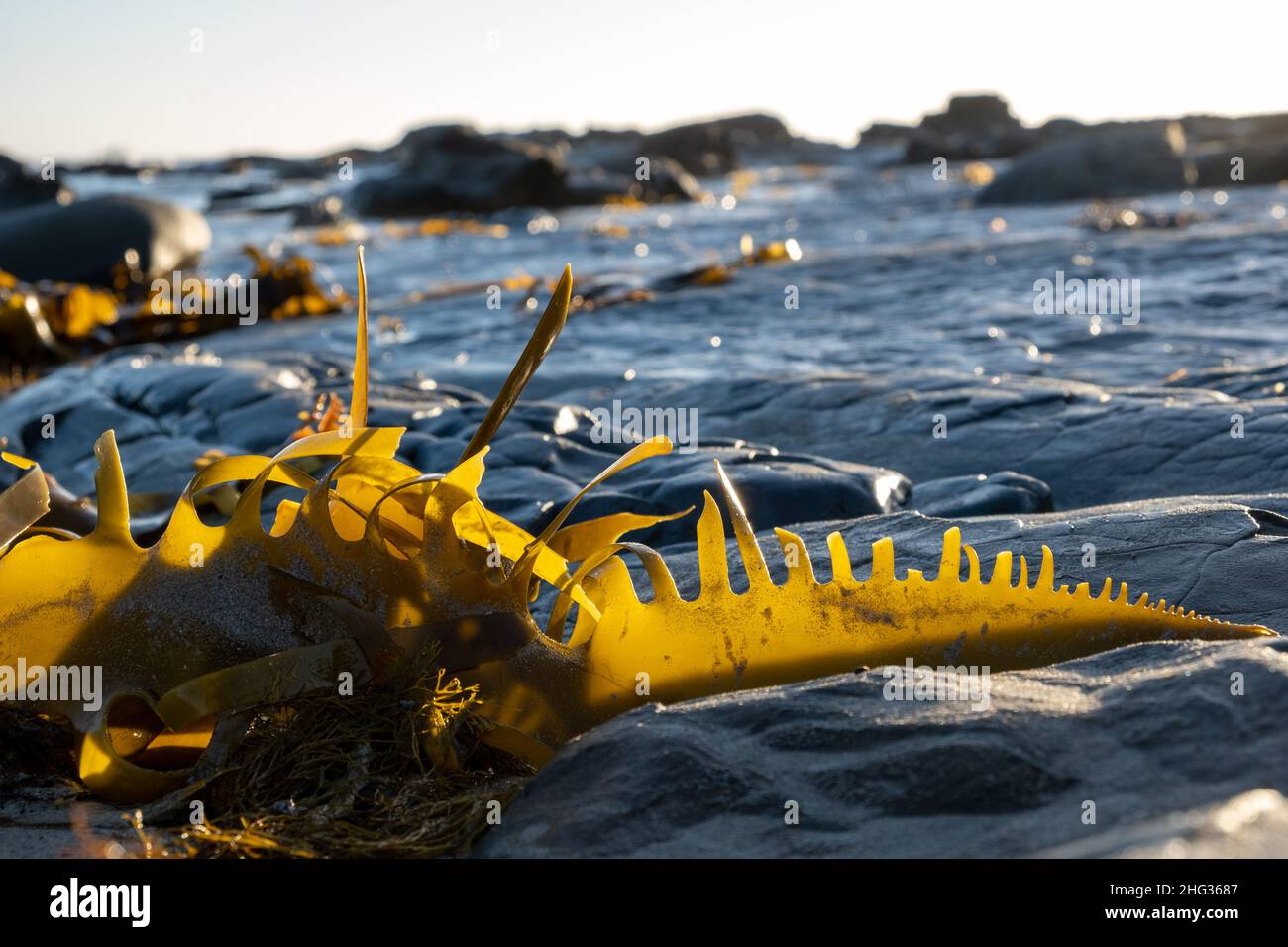 Frammento di alghe di Bull Kelp su backgrouind blicured al tramonto Foto Stock