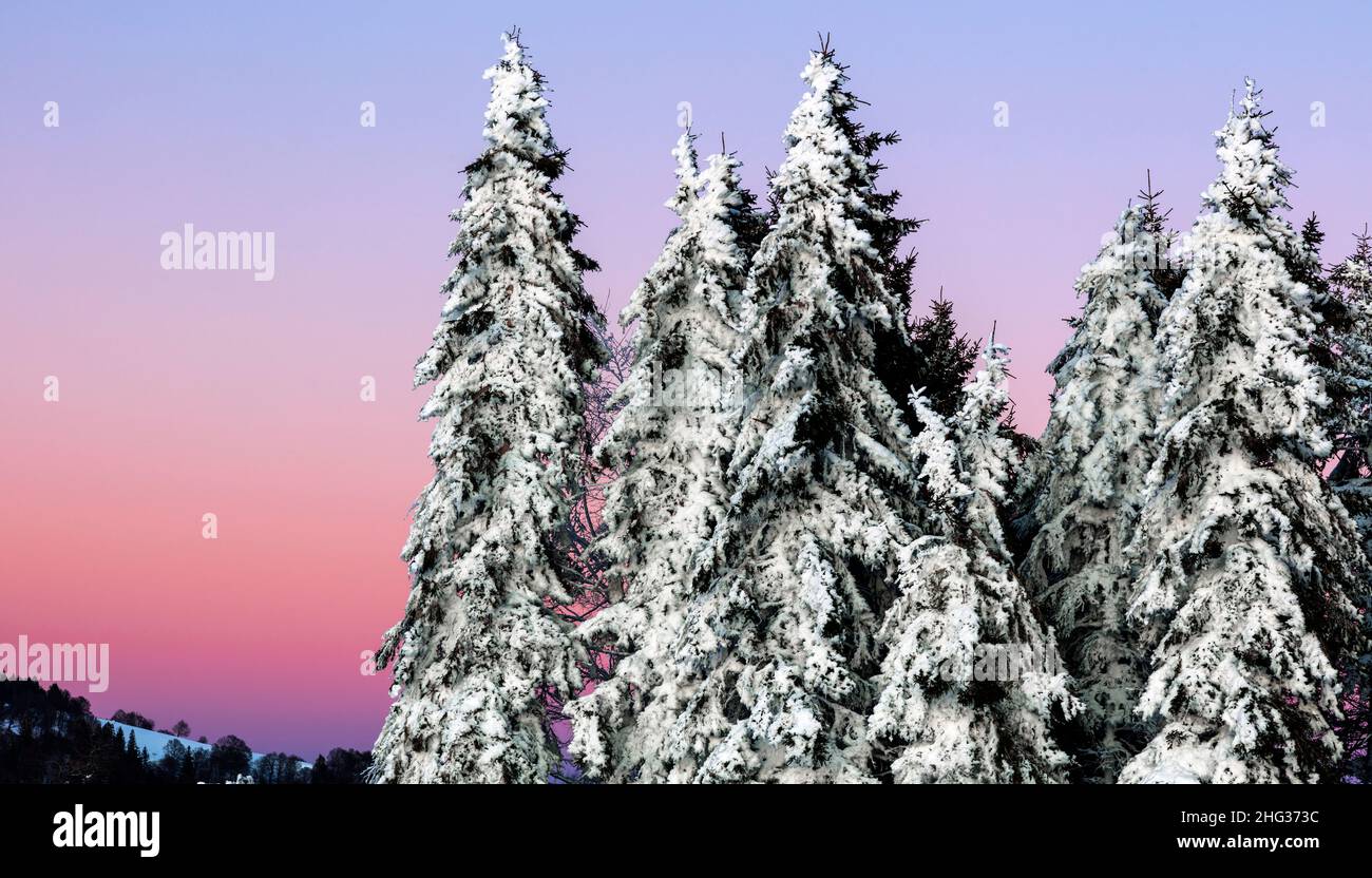 Eingeschneite Fichten (Picea) zur blauen Stunde, Schauinsland, Schwarzwald, Baden-Württemberg, Germania Foto Stock