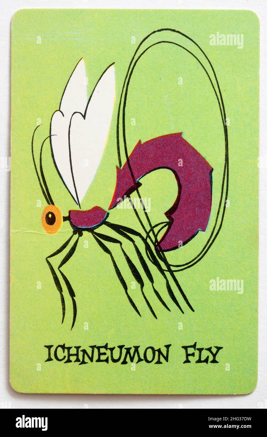 Carta da gioco Skeeter Foto Stock