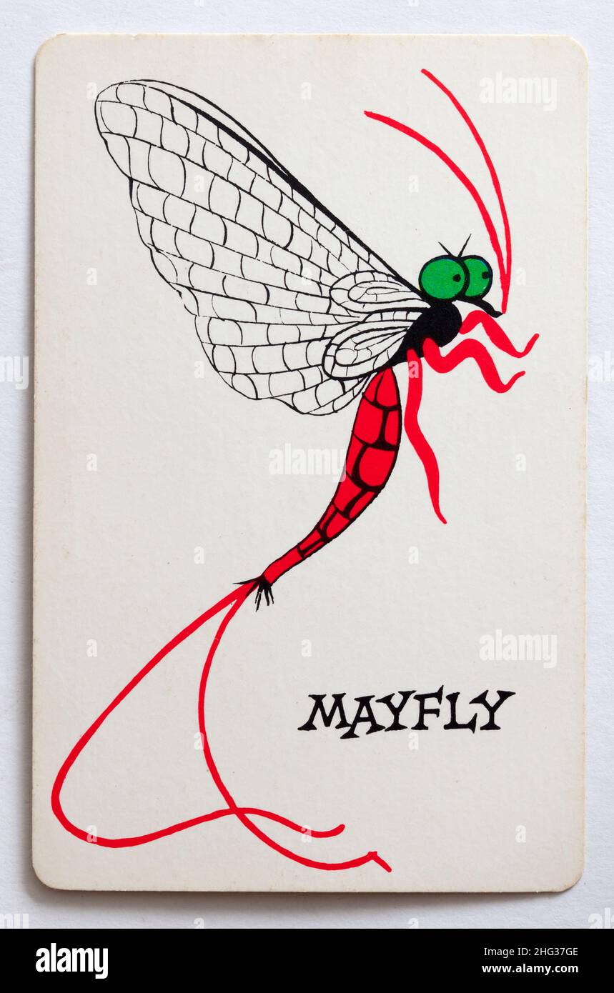 Carta da gioco Skeeter - Mayfly Foto Stock