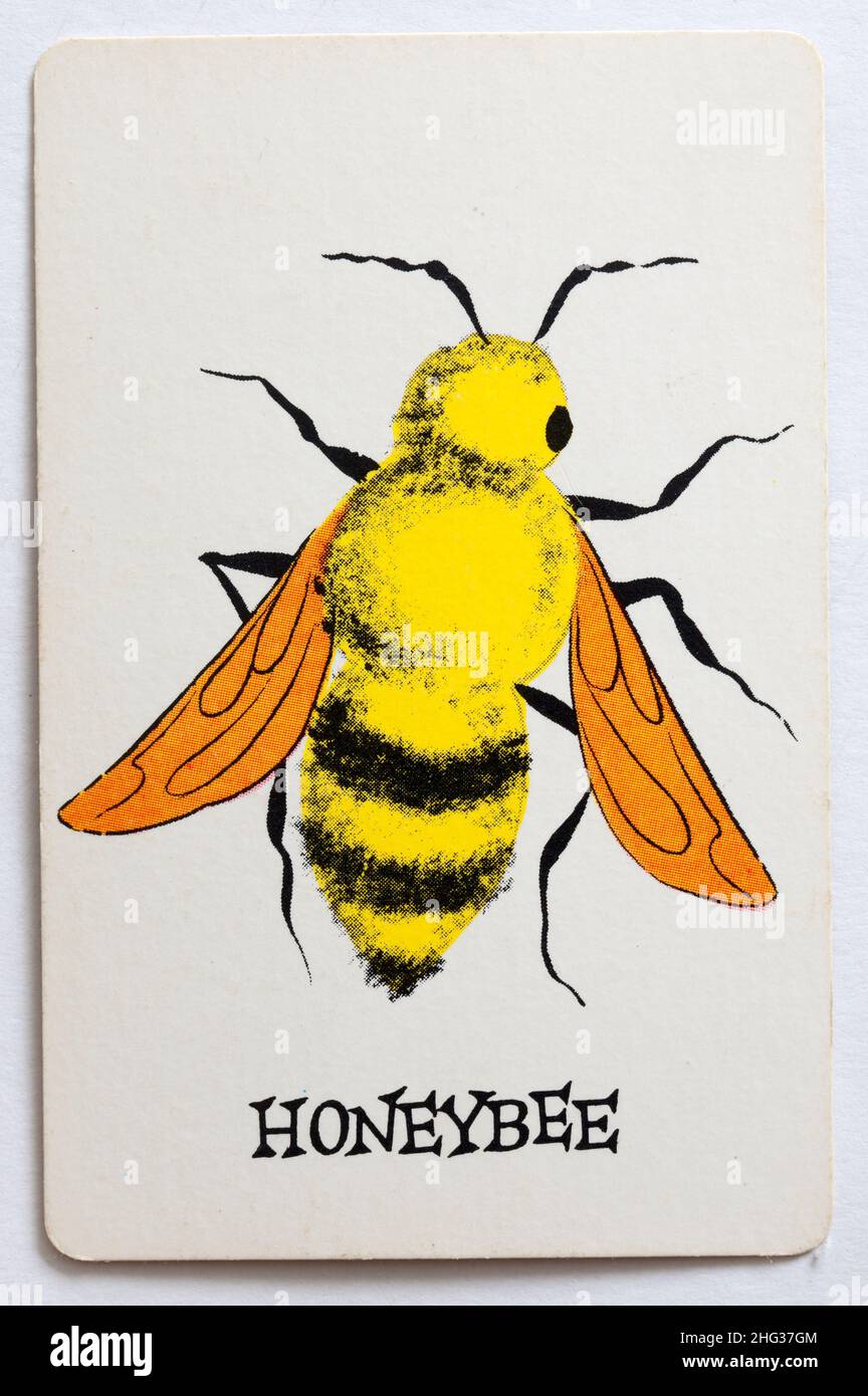 Carta da gioco Skeeter - Miele Bee Foto Stock