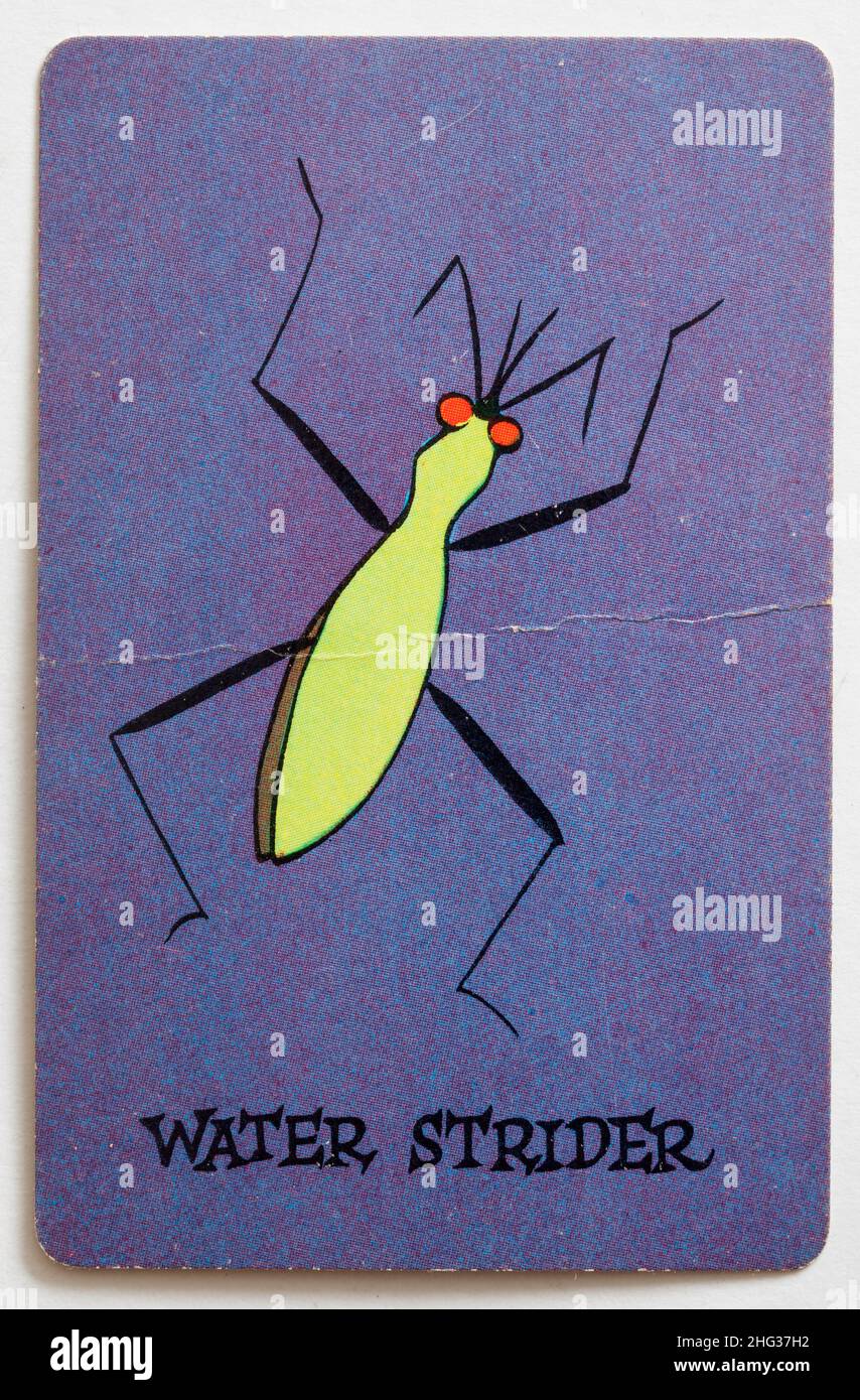 Carta da gioco Skeeter - Strider d'acqua Foto Stock