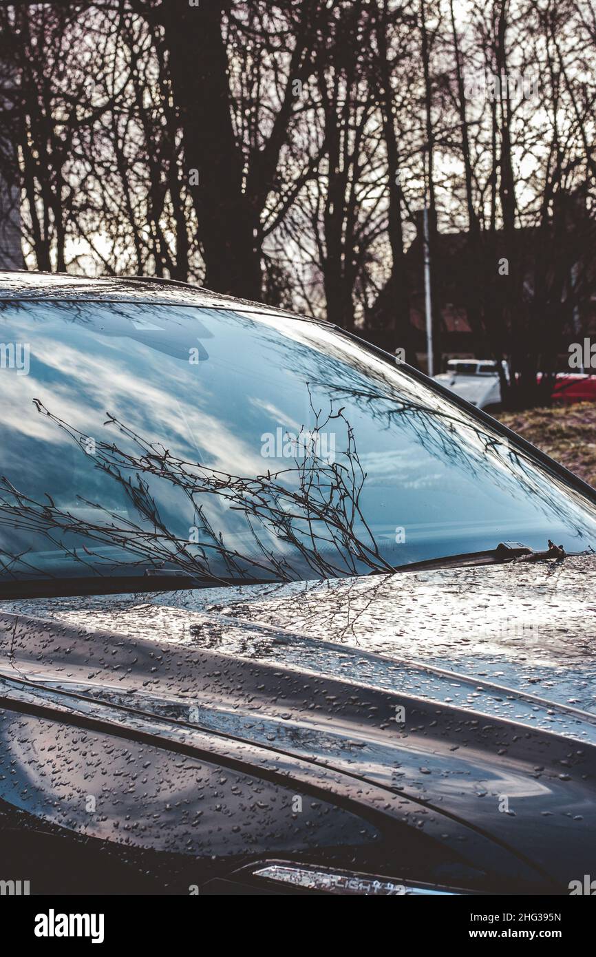 Riflesso dei rami di legno nel parabrezza dell'auto. Un'auto con precipitazioni dopo la pioggia. Foto Stock
