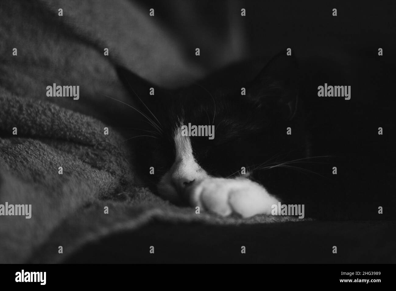 Un gatto nero carino con zampe bianche si trova su una morbida coperta su un pavimento di legno Foto Stock
