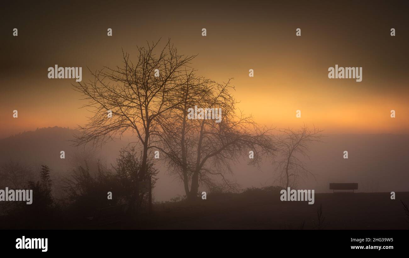 Albero nella nebbia mattutina all'alba. alba. sole raggi all'alba. Foto Stock