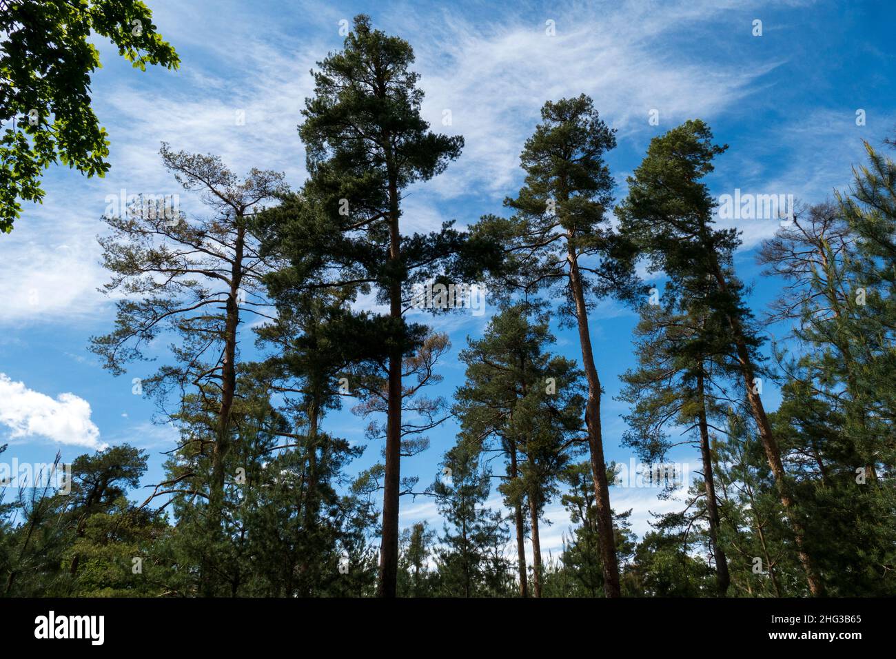Bäume im Naturschutzgebiet Sanddünen Sandweier, Baden-Baden Foto Stock